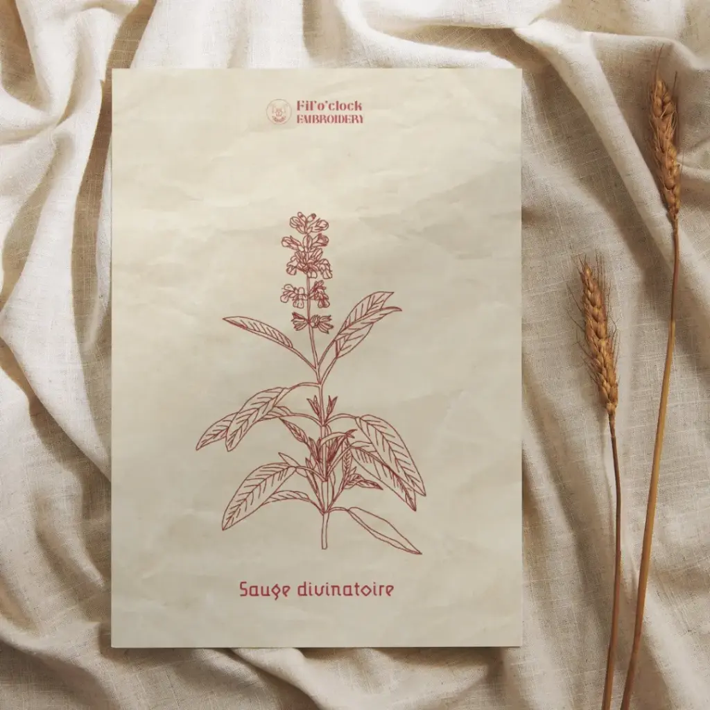 Carte illustrée Sauge divinatoire - Plantes Psychotropes