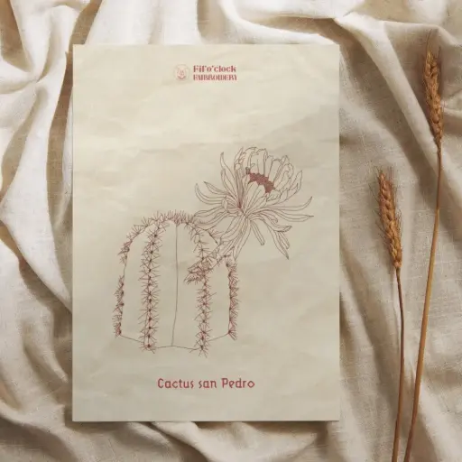 Carte illustrée Cactus san Pedro - Plantes psychotropes