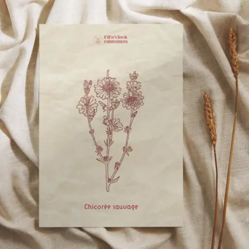 Carte illustrée Chicorée sauvage - Plantes rituelles