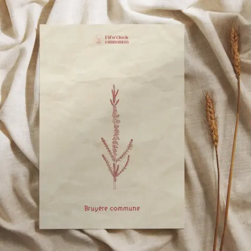 Carte illustrée Bruyère commune - Plantes tinctoriales