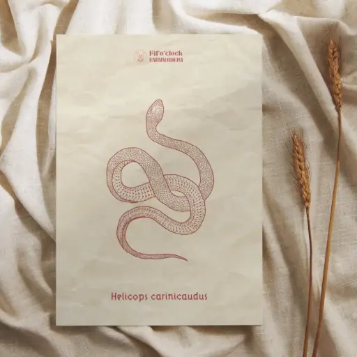 Carte illustrée Helicops carinicaudus - Serpents